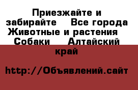 Приезжайте и забирайте. - Все города Животные и растения » Собаки   . Алтайский край